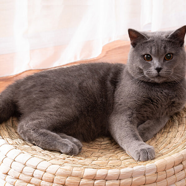 Teng Wok Felt House Cat Bed - Image 2