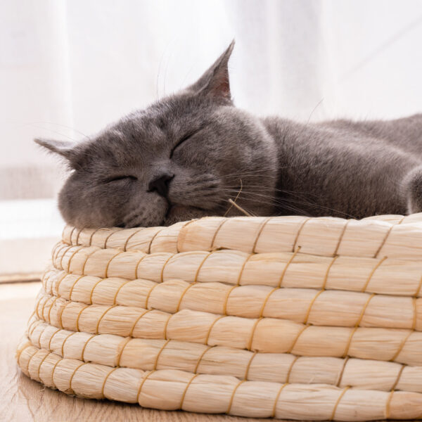 Teng Wok Felt House Cat Bed - Image 5