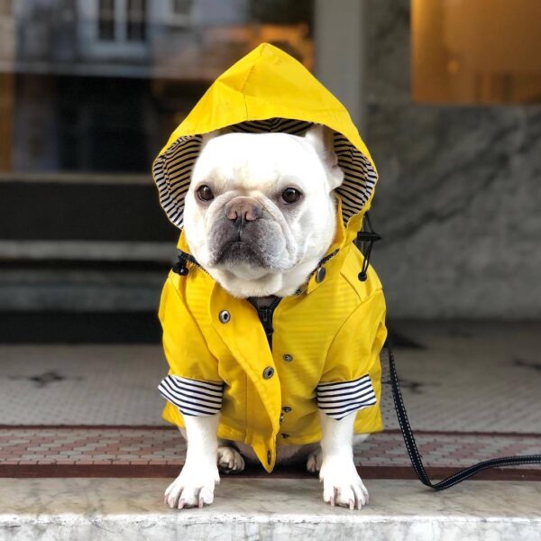 Dog Raincoat Pet Clothes Dog Clothes Rain Water - Image 5
